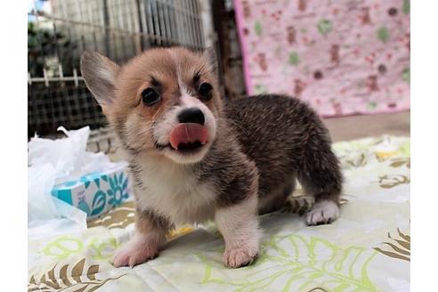 成約済の石川県のウェルシュコーギーペンブローク-61174の4枚目
